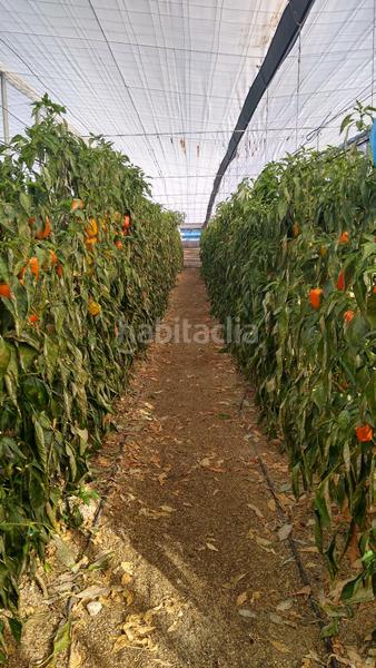 Foto 4d928cec-3e79-46ed-bfbf-cc984be7fa23. Rural plot in Nijar Pueblo Níjar