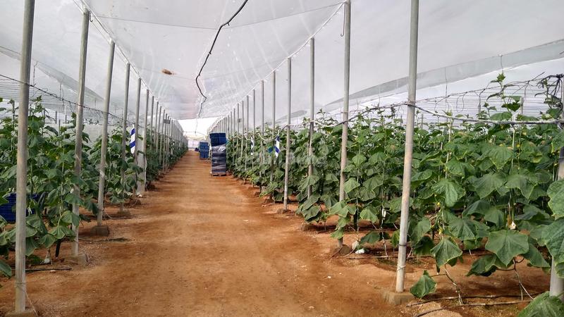 Foto 546967fe-2e90-4a3a-9180-15008a9b061a. Rural plot in Nijar Pueblo Níjar