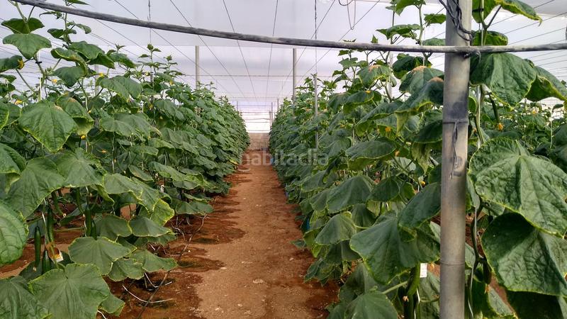 Foto e93a48de-cf7f-4576-820a-bd80798741e8. Rural plot in Nijar Pueblo Níjar