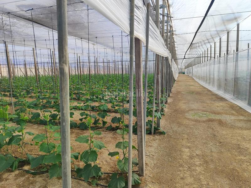 Foto 3ec28ac6-a828-473b-8c6e-cea53778cf5c. Rural plot in Nijar Pueblo Níjar