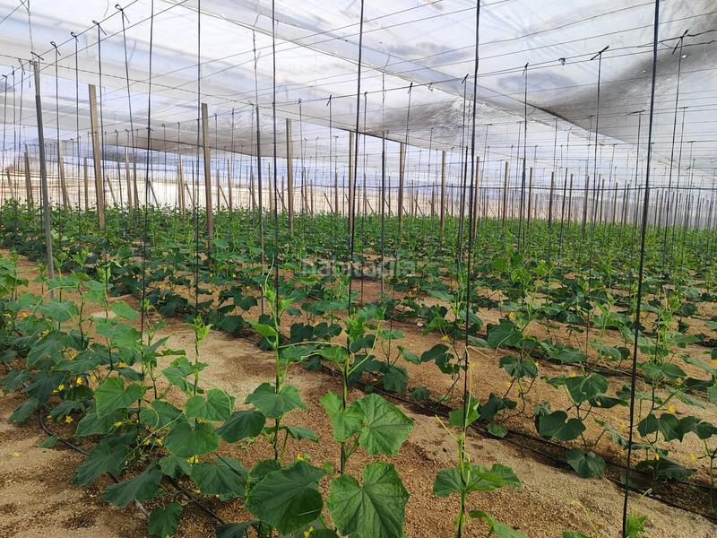 Foto 4294f33a-4166-4d4b-964e-2cde4b0a6fc3. Rural plot in Nijar Pueblo Níjar