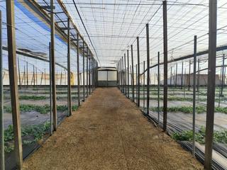 Finca rústica a Nijar Pueblo. Finca invernada por encima de la autovia