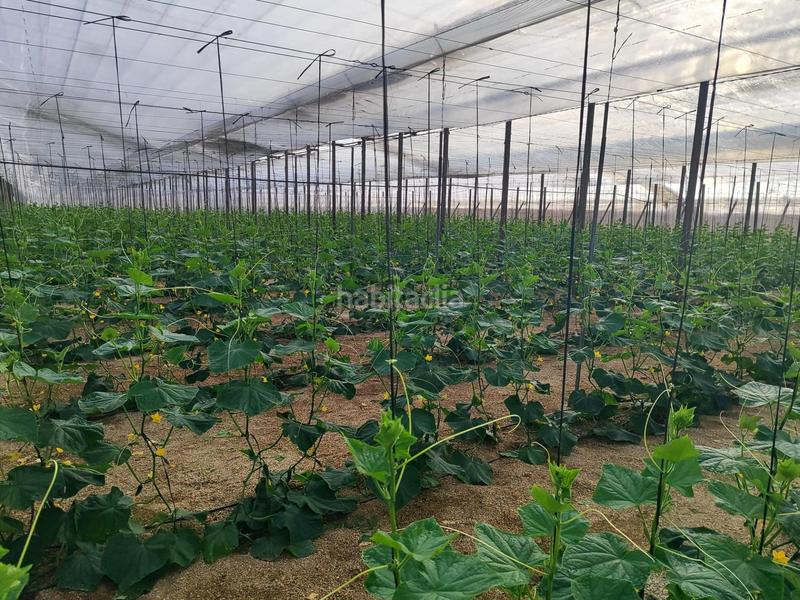 Foto 858c87b1-2ec5-40d2-aefe-2e850467e832. Rural plot in Nijar Pueblo Níjar