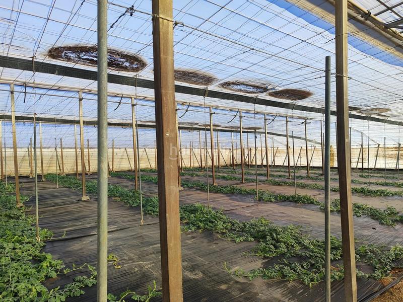 Foto ec10387f-427c-4a6f-88a3-b806e2bd3664. Rural plot in Nijar Pueblo Níjar