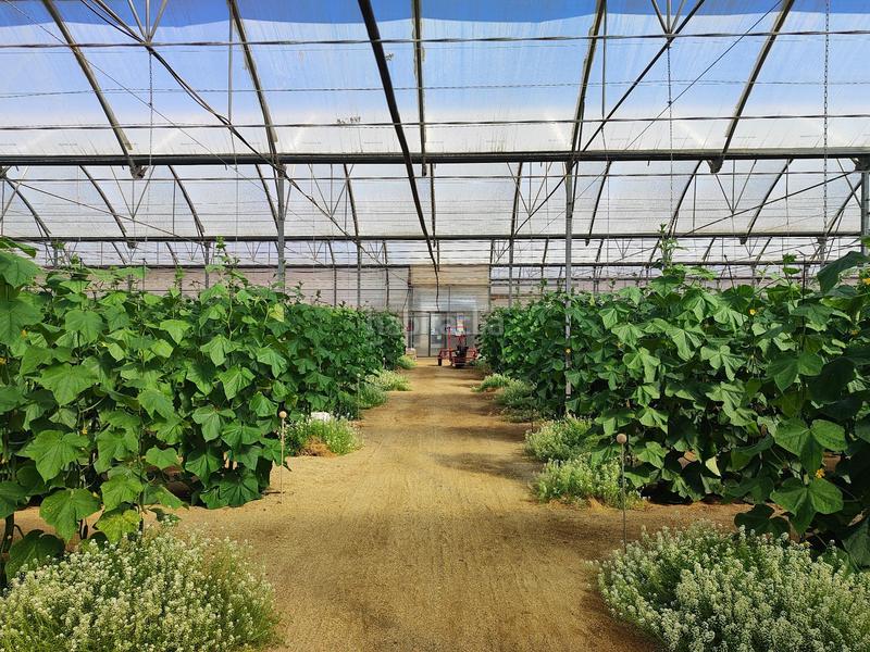 Foto 673ec17e-790c-4639-bd6a-0bb212f551fc. Finca rústica a Pozo de los Frailes-Presillas-Albaricoques Níjar