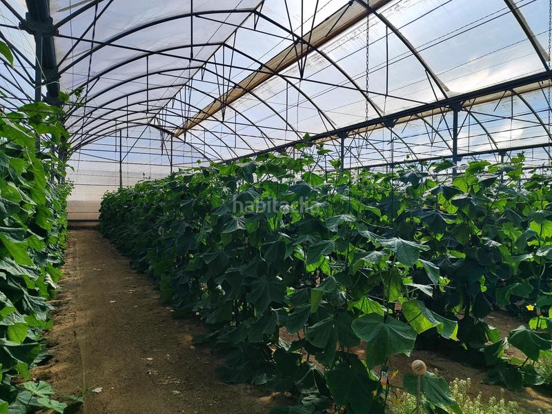 Foto 77dbcbeb-35d9-4b6a-ab83-15816af84e1e. Finca rústica a Pozo de los Frailes-Presillas-Albaricoques Níjar