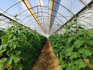 Finca rstica en Pozo de los Frailes-Presillas-Albaricoques. Terreno de 14.500 m2 en ecologico