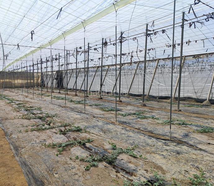 Foto ba36ab38-544a-4c9a-a2d0-41d67932b2c9. Fondo rustico in San Isidro - Campohermoso Níjar