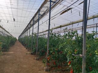 Mas à Pozo de los Frailes-Presillas-Albaricoques. Finca rúst. en venta en cabo de gata.