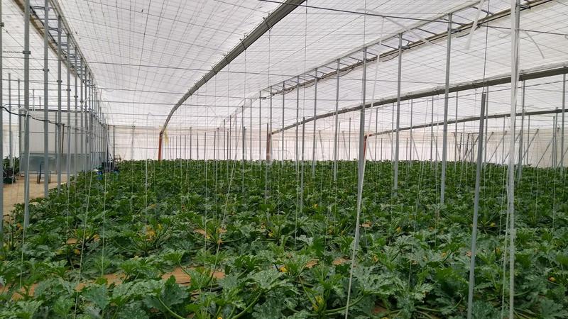 Foto bac02250-7e26-42d2-811e-e525fcc8ad3d. Rural plot in Nijar Pueblo Níjar