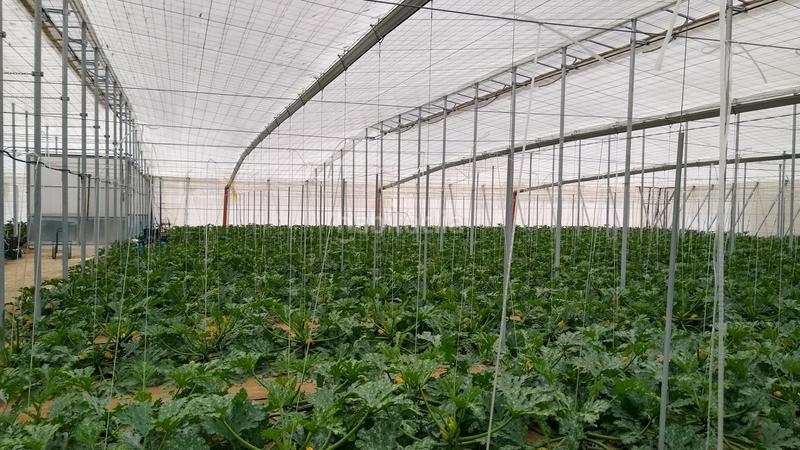 Foto c757d129-e2d4-4734-85e7-362d5dc7d1f7. Rural plot in Nijar Pueblo Níjar