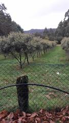 Terreny residencial  Maceira c/ iglesia. Terreno urbano cerca de la playa de maceira