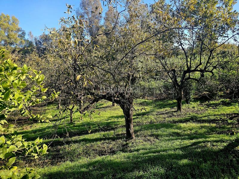 Foto 6c6cbe62-fd77-4de3-bc50-9a6bd4b272c2. Masía en Coín