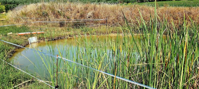 Foto de5989fb-aacc-411c-8af5-3ecc54230c5e. Bauernhof in Cártama