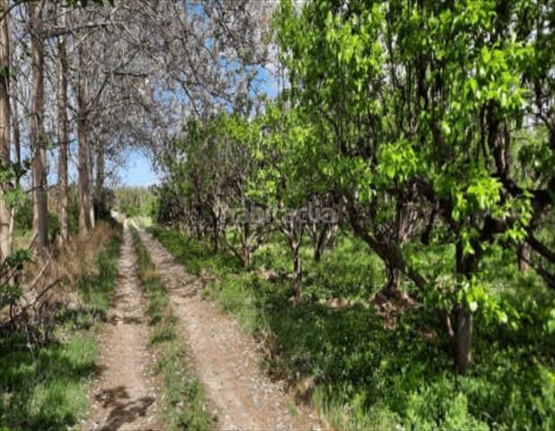 Foto f79fed94-d0cf-4e38-8bdf-4f2e4c2be8fa. Finca rústica a Urbanitzacions i Pedanies Nord Alzira