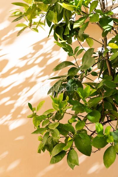 Foto 3b255a1e-8222-4d0c-9a47-9b05964f3105. Chalet avec parking piscine dans Sa Pobla