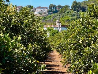 Fondo rustico in Camí de la Murta-Ombria
