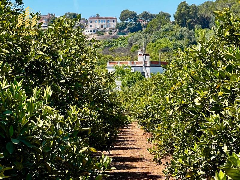 Foto 1bf21e13-c545-4601-83b4-7bbd35f92e6f. Propriété dans Urbanitzacions i Pedanies Nord Alzira