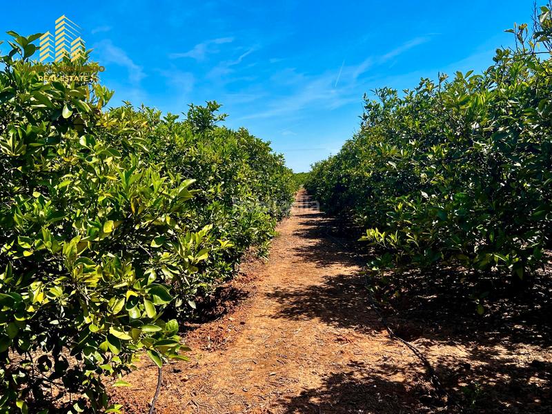Foto c9c58dd7-1d64-4b01-a428-d6531718ff39. Propriété dans Urbanitzacions i Pedanies Nord Alzira