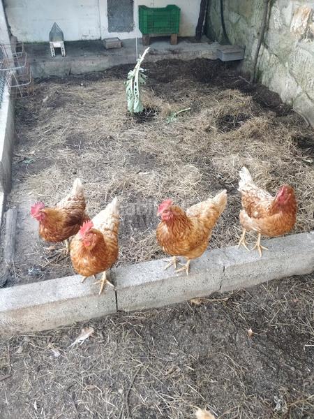 Foto 53b7f951-7d81-4a68-b1a9-8a208bf60208. Chalet in camiño das cubelas 8 in Rosal (O)