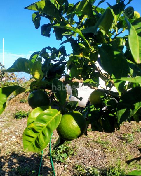 Foto 118fbfa8-2429-4e83-aed0-4f7ef172b9fd. Finca rústica a Santa Bárbara - La Florida Icod de los Vinos