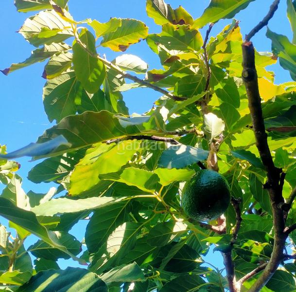 Foto 36af9e51-fc8a-453d-92a6-8191dee0b4f1. Finca rústica a Santa Bárbara - La Florida Icod de los Vinos