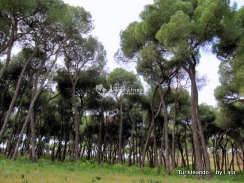 Foto e745e668-6fa7-472d-9194-15cb9a360926. Landgut in Oromana Alcalá de Guadaira