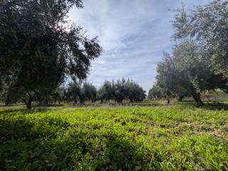 Casa en Las Cánovas - Cuevas de Reyllo. Casa de campo en los cánovas  fuente álamo