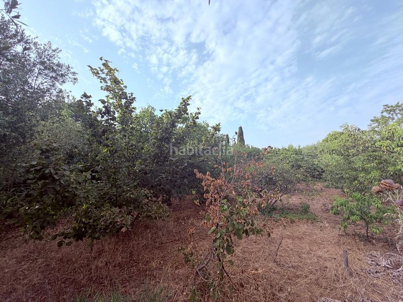 Foto 74846a09-354f-4750-b836-1a478f095503. Finca rústica en Riudoms
