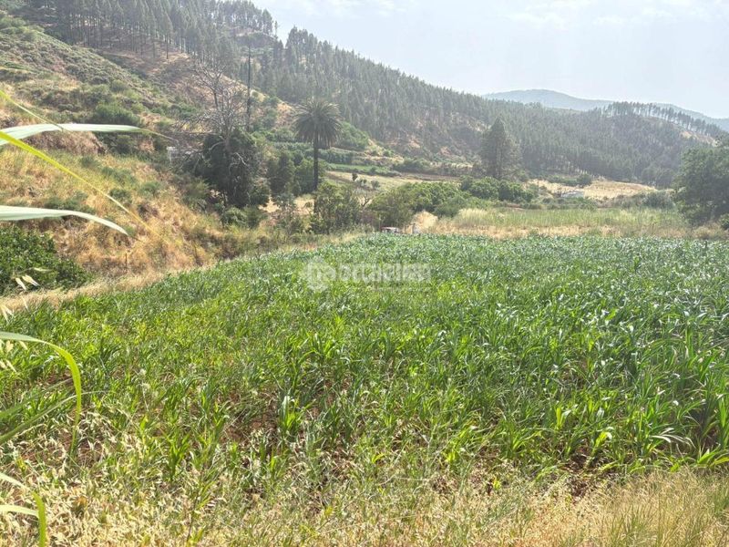 Foto f0679563-7224-44ca-90a9-32003c5c856d. Finca rústica a Saucillo - Fagajesto - Juncalillo Gáldar