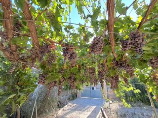 Masia a Berja. Finca rústica con casa, olivos, frutales y agua de riego en berj