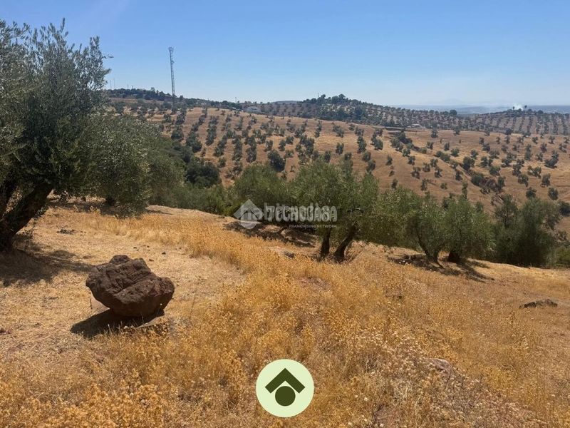 Foto da8a84f3-07d5-45c2-bc64-4a3d48c062eb. Residential plot in Montoro
