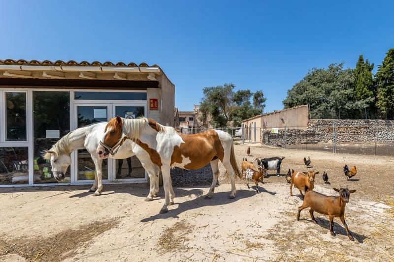 Foto 24ed9987-3a61-4105-93df-4387de8483ac. Casale con piscina in Lloret de Vista Alegre