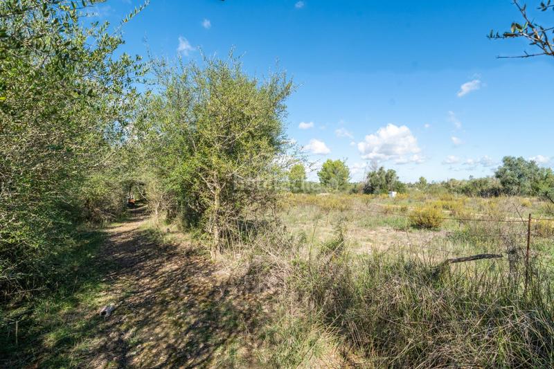 Foto 1bbbf8b5-7b80-4521-8883-66eb61eea17d. Finca rústica a Petra