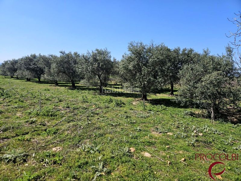 Foto 7da6128c-5d4b-4557-a556-c5660dbd8259. Finca rústica en Valdeolmos - Alalpardo