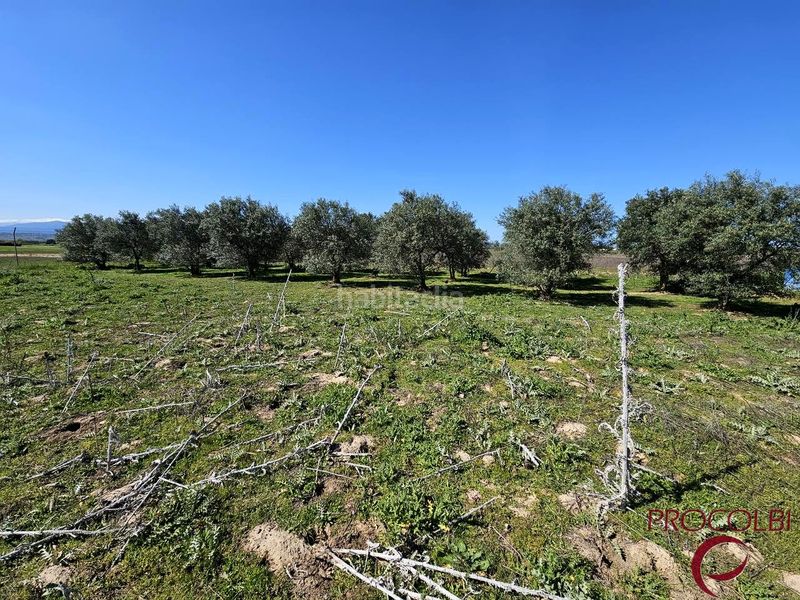 Foto b40a5019-4eb2-4e46-9ddf-cd506fc47fc9. Finca rústica en Valdeolmos - Alalpardo