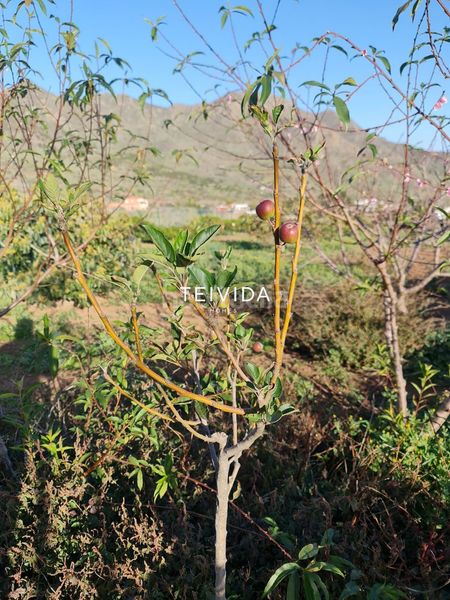Foto 55852cdc-127c-4e86-97a0-a8155004219d. Finca rústica a Buenavista del Norte