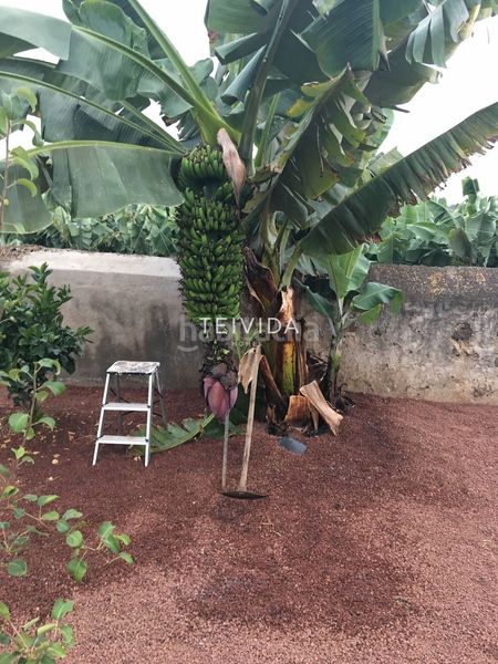 Foto 0af608d5-c9e7-492d-ae78-2a41aabbef3b. Lloguer casa amb aparcament piscina a Centro Orotava (La)