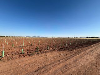 Finca rústica a Membrilla
