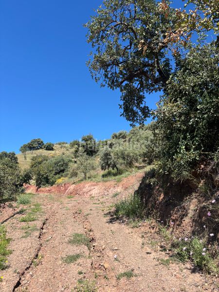 Foto d896ae4f-126c-4822-9ec3-30ea7018ce26. Finca rústica a Almogía