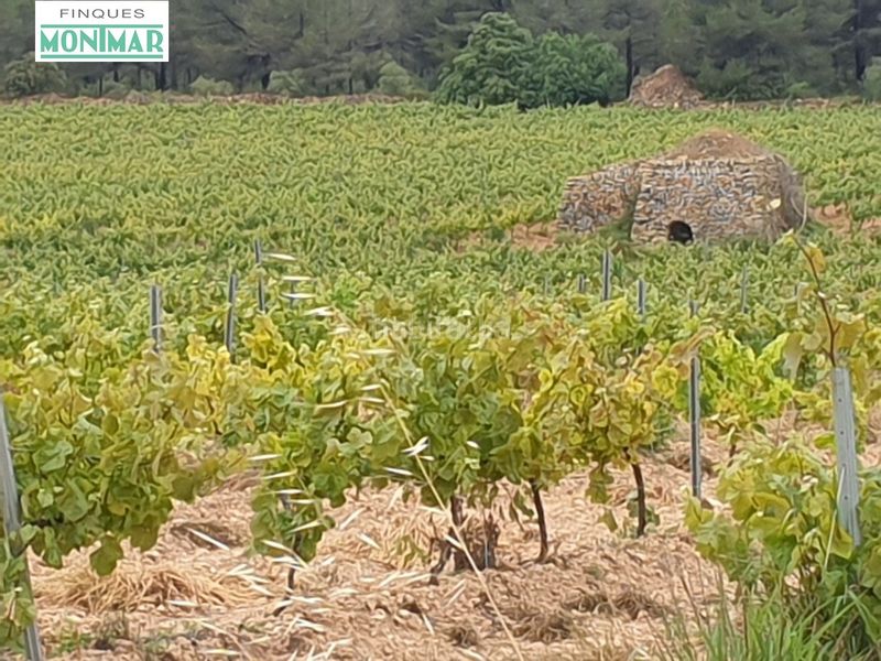 Foto 09f74186-6216-4e42-8baa-1a62001bf478. Country house in Pla de Santa Maria (El)