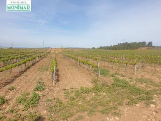 Masia a Renau. En venta fincas rústica en renau plantada de viñedos