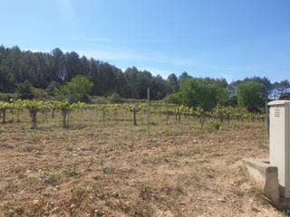 Masia a Olèrdola. Finca rustica en venta de 24 ha.