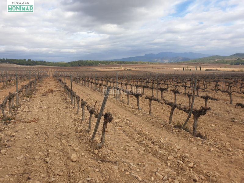 Foto 57178d61-c071-4213-9a73-bca72e88d1f6. Masia a barceloneta - molí d´en rovira Vilafranca del Penedès