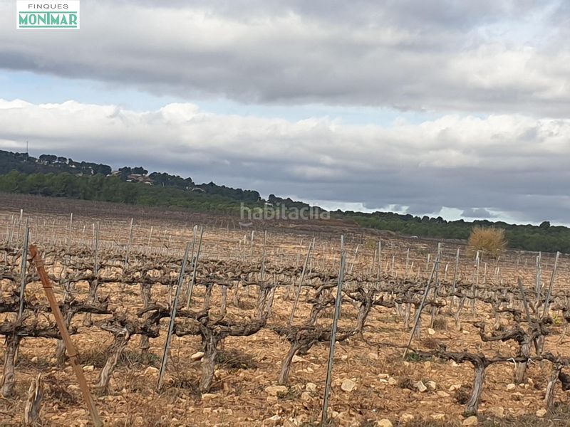 Foto 7b320027-05a0-4293-a50a-17899b1a3c39. Masia a barceloneta - molí d´en rovira Vilafranca del Penedès