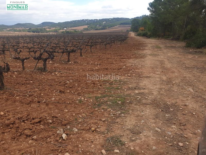 Foto b3be2614-3dcf-47bd-a14c-7a7a12e0c5fa. Masia a barceloneta - molí d´en rovira Vilafranca del Penedès
