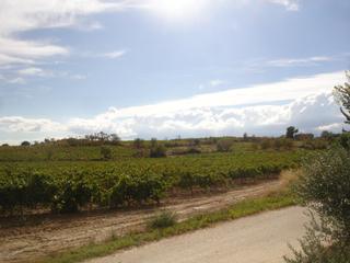 Mas à Barceloneta -  Molí d´en Rovira. Venta de finca rustica en vilafranca del penedes de 9 ha.