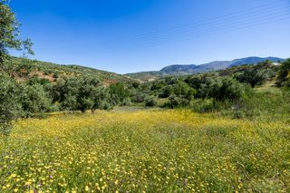 Fondo rustico in Paraje del molino 2. ?? finca de olivos en excelente ubicación – alfacar ??