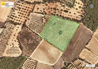Fondo rustico in Puigpelat. Terreno rústico con olivos arbequina en puigpelat