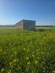 Finca rústica a Sineu